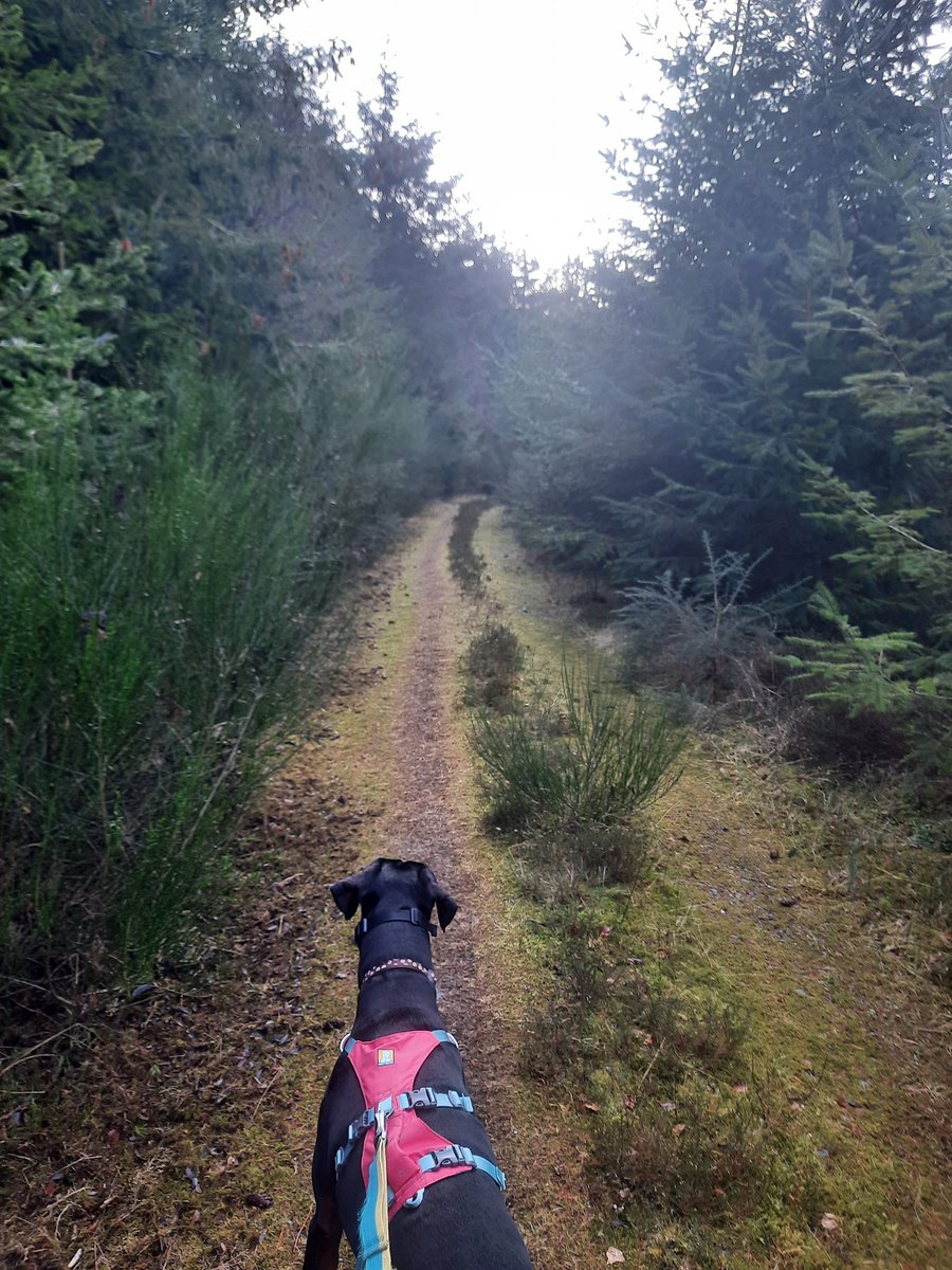 NotBadForHerAge's tweet image. When you have 2 dogs and you can't decide who to take... I ended up doing two separate runs 😆😅🐕🐕 #trailrunning #runningwithdogs #Damson #Dobermann #Fred #dogsoftwitter