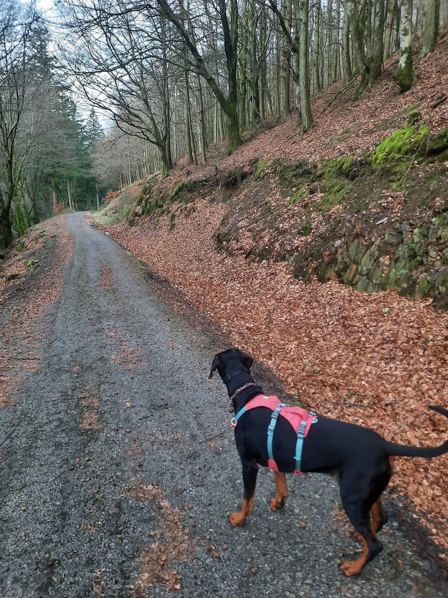 NotBadForHerAge's tweet image. When you have 2 dogs and you can't decide who to take... I ended up doing two separate runs 😆😅🐕🐕 #trailrunning #runningwithdogs #Damson #Dobermann #Fred #dogsoftwitter