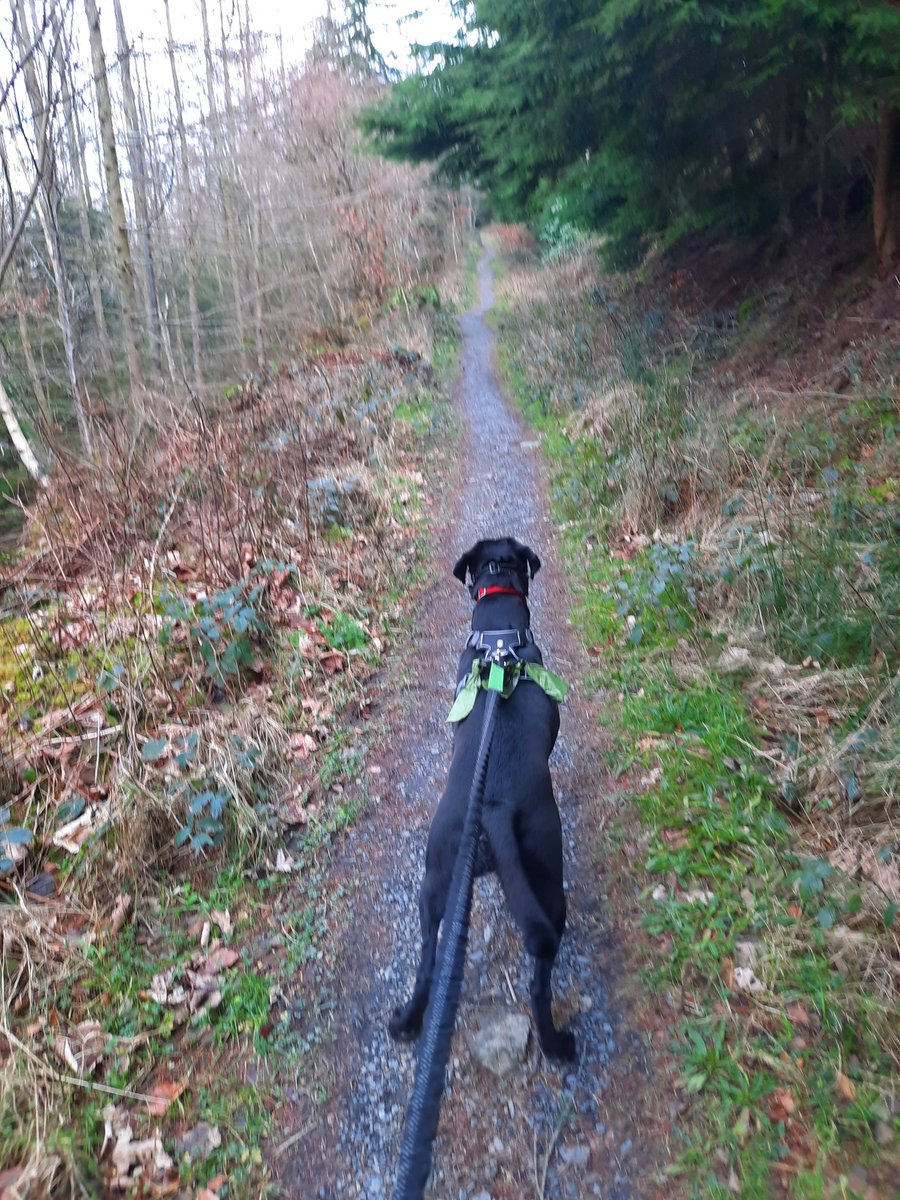 NotBadForHerAge's tweet image. When you have 2 dogs and you can't decide who to take... I ended up doing two separate runs 😆😅🐕🐕 #trailrunning #runningwithdogs #Damson #Dobermann #Fred #dogsoftwitter
