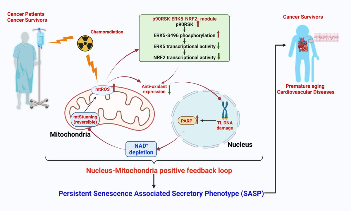 This #Review discussed the role of NAD+ depletion in instigating SASP and its downstream signaling and regulatory mechanisms that lead to the premature onset of #atherosclerotic #cardiovasculardiseases in cancer survivors.
From Dr. Nhat-Tu Le et al.
doi.org/10.20517/jca.2…