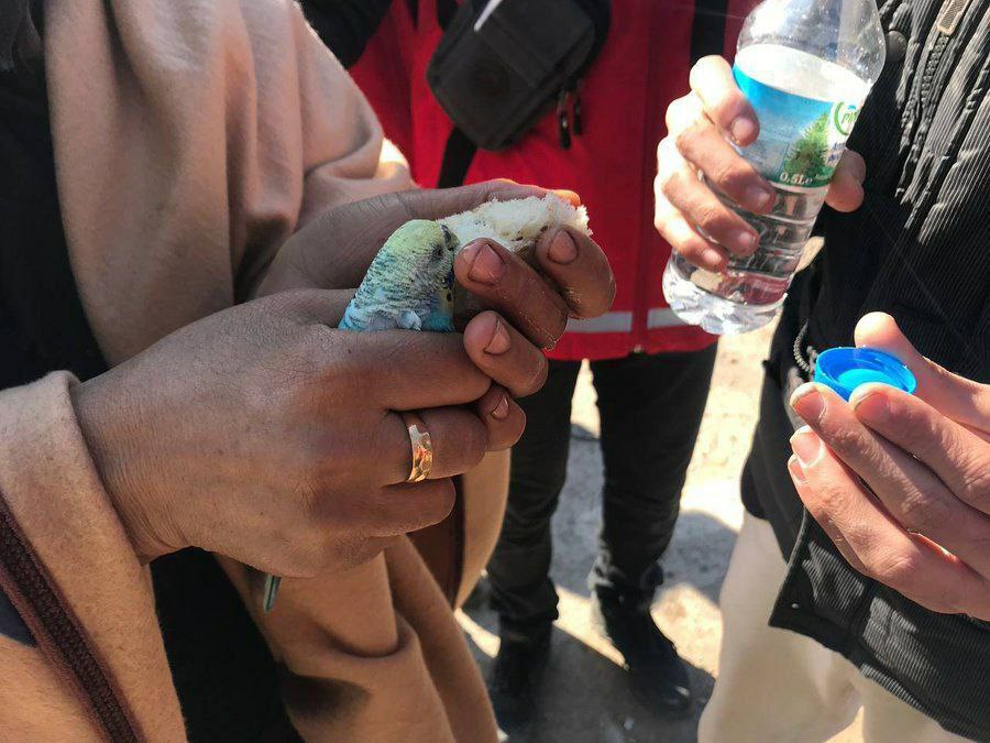 abdibaktur's tweet photo. 13 yaşındaki çocuk, enkazın altından 55 saat sonra çıkarıldı. Muhabbet kuşunu avcunun içinde tutarak koruduğu görüldü.
#seferberlik https://t.co/aFrVbaDC0r