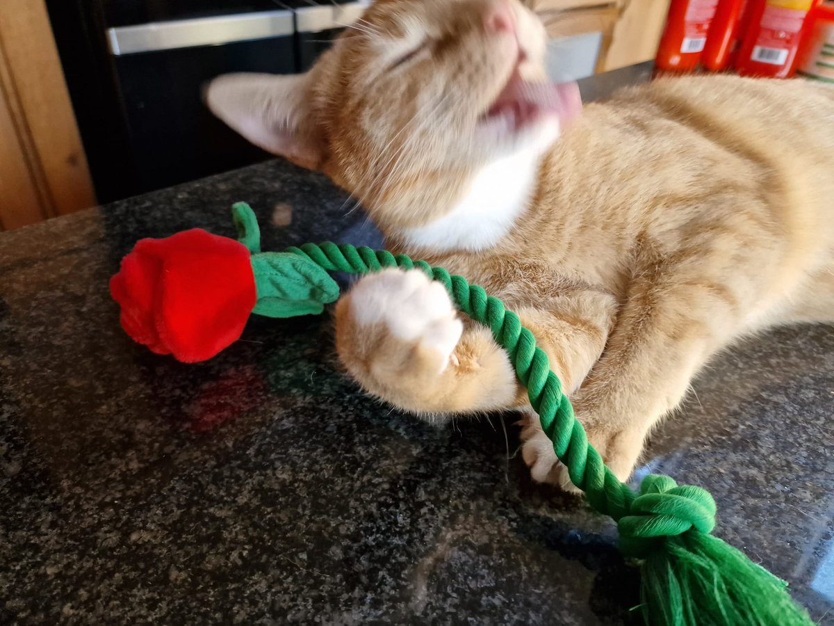 Juuuust oooone Cornettooooo