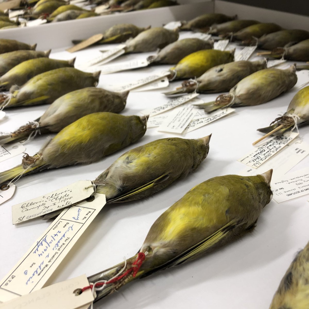 NatSciNMS's tweet photo. HAVE YOU HEARD?! We're seeking a new Curator/Senior Curator, to work with our internationally significant bird collection! 🦅🦜🦉🦆🪶🥚

➡️ https://t.co/C9QyeGSct9
🗓️ Closing date = 26th March 

Please RT!

#MuseumJobs #NaturalHistory #ScienceJobs https://t.co/kPKBkotZxS