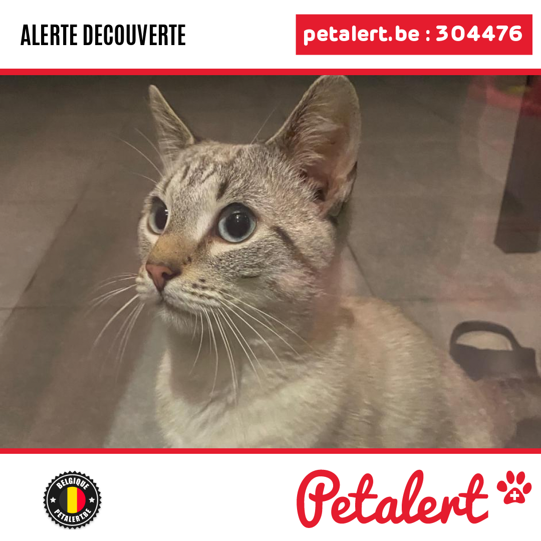 Trouvé #Chat #Hainaut #LaLouviere #Petalert  #PetAlertWHT / p3t.co/dJpXS