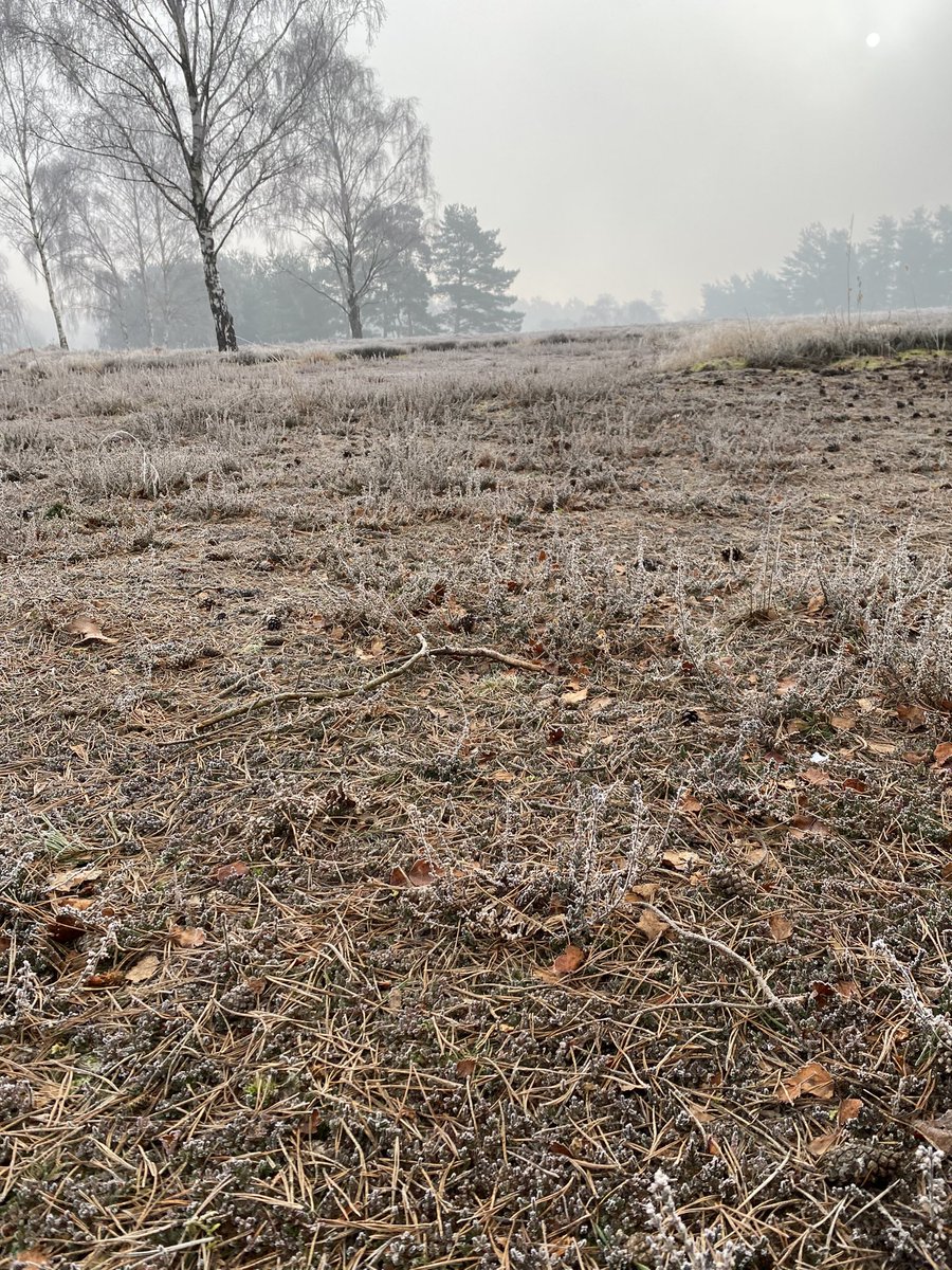 RobJone21159152's tweet photo. Hard to understand any negative outlook on saplings and weed tree removal when we can encourage what should be here on a Heathland site. Amazing heather results on 2nd Highgate @EnvilleGolf with support from National trust.This area was a tip before now 90% Heather.#wekeeptrying https://t.co/FVg6ystFdN