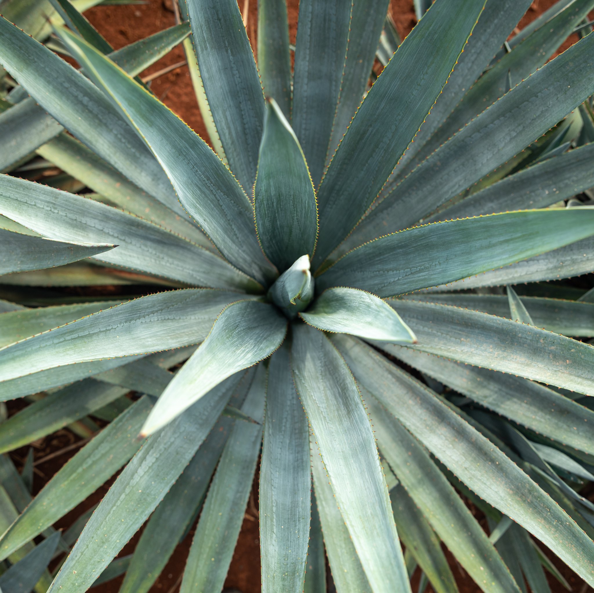 Yara International on Twitter "DYK agave must grow for 68 years to