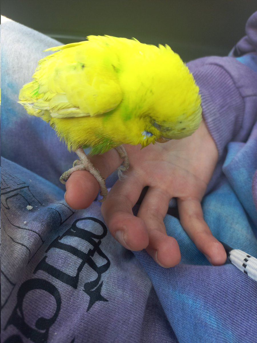 Enkazın altından çıkmış. Onu bırakamam. Bir kafes ve yeme ihtiyacım var. Bunlari temin edecek vaktim yok. Antakya'dayım. Var mi yakında birileri. Tırnakları gitmiş hep enkazda.