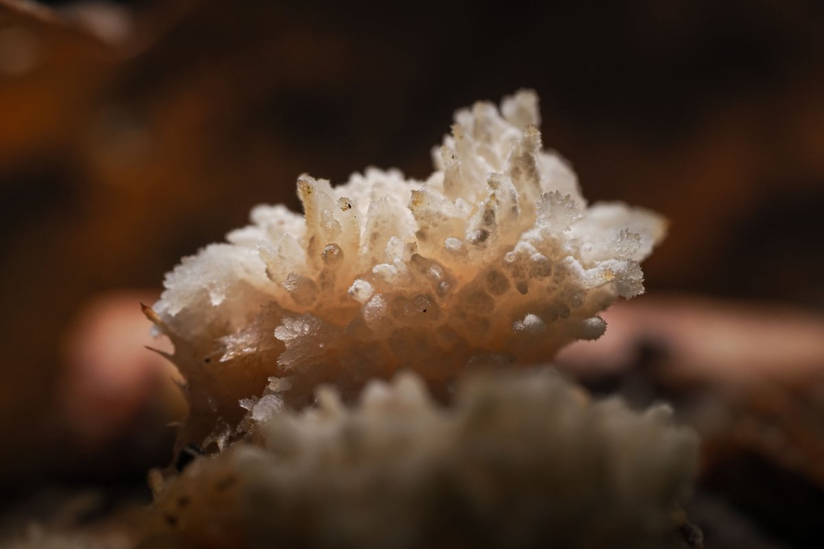 Check out some of these fantastic macro shots from <a href="/Gavin_Hoey/">Gavin Hoey</a> using the new lens, and click the link below to watch Gavin's new AdoramaTV video where he breaks down the lens and shoots both outside and in studio.

Watch Now: bit.ly/3jN8DAO
