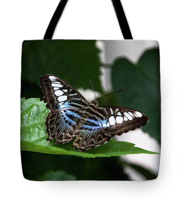 jbartelt's tweet photo. Get a fun and fashionable fine art tote bag from JB's Fine Art IMAGING STUDIO!
“Blue Clipper Butterfly”
AVAILABLE HERE:
https://t.co/qhLZxavZ1l
#BuyIntoArt
#totebags
#wildlifeart
#wildlifephotography
#FindArtThisFall
#tote
#totebag
#reusable
#art
#artistic
#gift
#giftitem https://t.co/1KFoFi9VPk