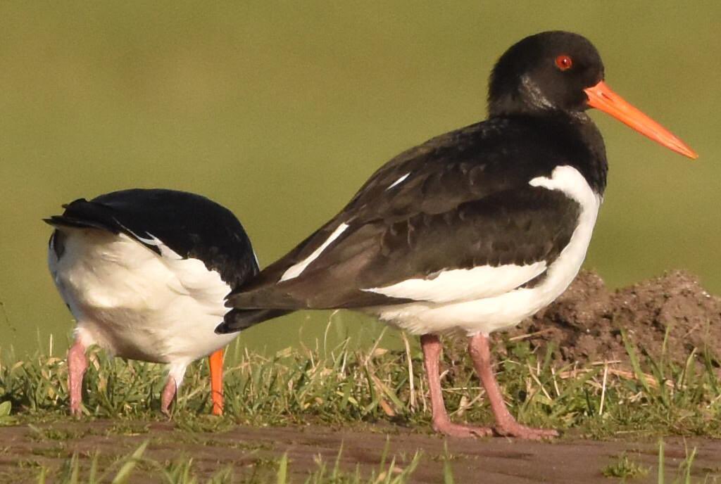 Op heel veel plekken zie je alweer scholeksters. Zouden zij weten dat het ‘hun’ jaar is?  Als je goed kijkt zie je nog een klein beetje van het winterkleed. Deze twee werden gefotografeerd door Piet Kes op Marken.