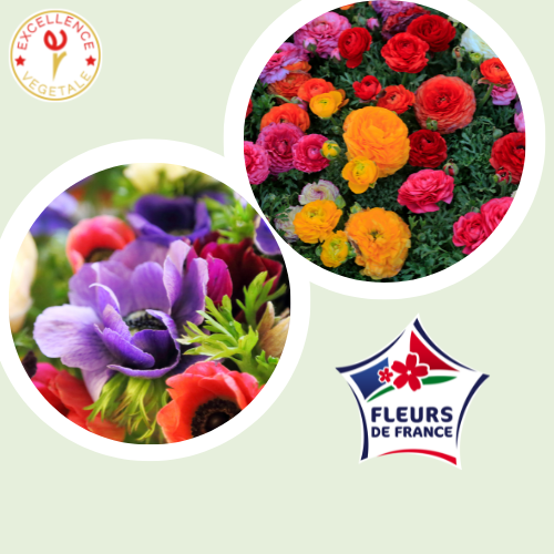 qualiteplantes's tweet photo. C'est la saison des #anémones et des #renoncules ! Des variétés produites en #France et pour certaines, labélisées #FleursdeFrance ! 
L’assurance de #fleurscoupées produites près de chez vous et dans le respect de l’#environnement. 

+ d'infos sur : https://t.co/JMYYv6J5lf https://t.co/VBSqzhuUMK