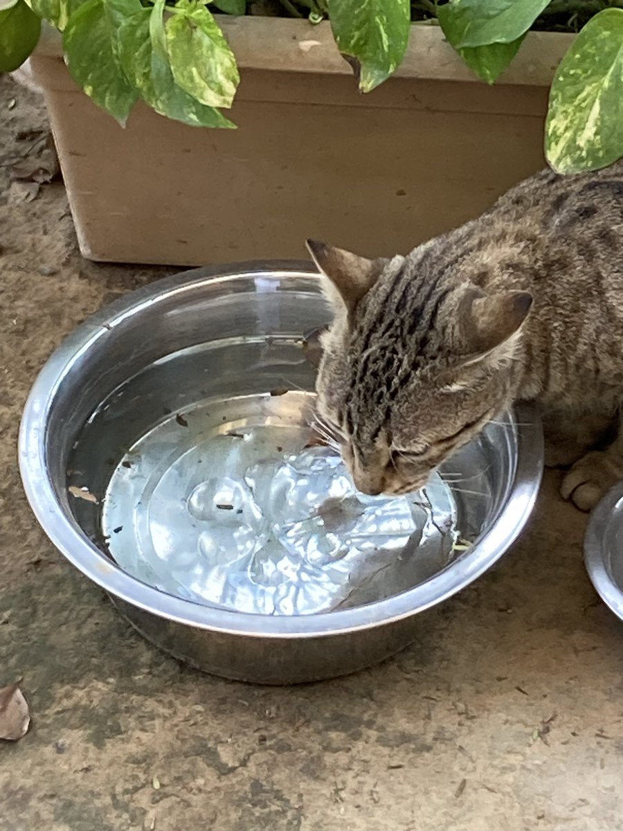 As the days become warmer, animals/birds will start feeling more and more thirsty. Let’s do our bit by keeping a bowl fill of water for them. 

#ProtectNature #LiFE #LifestyleForEnvironment