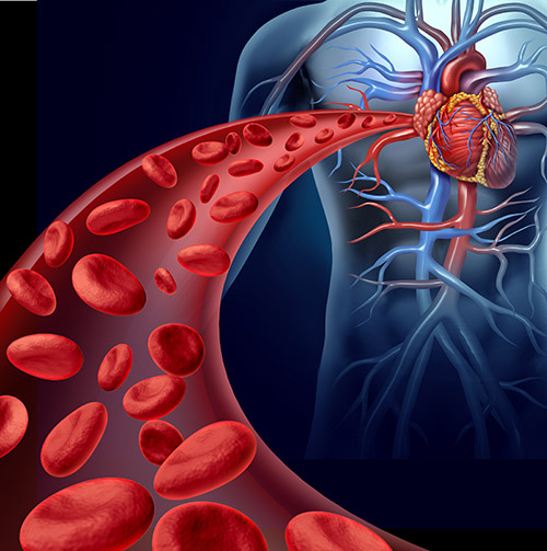 Congratulations to <a href="/DrNatashaHarvey/">Natasha Harvey</a>, and her <a href="/CCB_Research/">Centre for Cancer Biology</a> team for linking lymphatic vessels and blood production. This discovery published in <a href="/Nature/">nature</a> is a significant step forward for developmental #biology. ow.ly/Cvw450MMHTJ