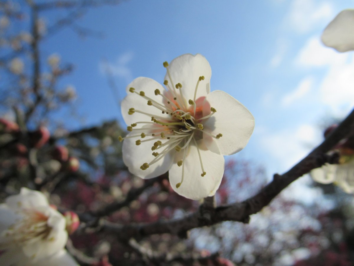 ritsuringarden's tweet photo. ウメが見頃になりました。
現在園内にあるウメの木は、樹齢約６０年。ほとんどが戦後植えられ���ものです。
花は白・淡紅・濃紅などの色があり、また花びらは一重と八重のものがあります。
養生用の囲いは撤去しており、梅林にお入りいただけますので、枝に気を付けてお近くでもご覧ください。 https://t.co/tixNkTCbp6