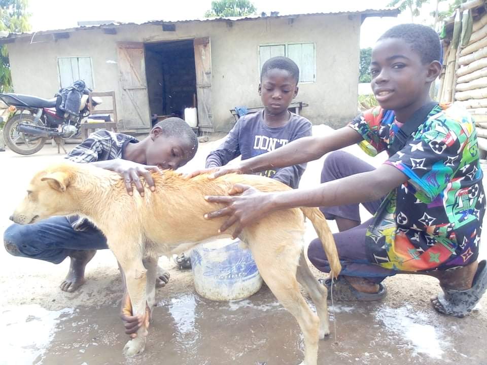 LiberiaAnimal's tweet photo. After learning about the importance of #dogwashing, these kids are actively involved in #communitydog washing initiative with support from LAWCS. Dog washing helps to keep #dogs and their owners happy and healthy.#BeKindToAnimals #KindnessToAnimals #AnimalKindness #KindnessHeroe https://t.co/tZfIWnHXXM
