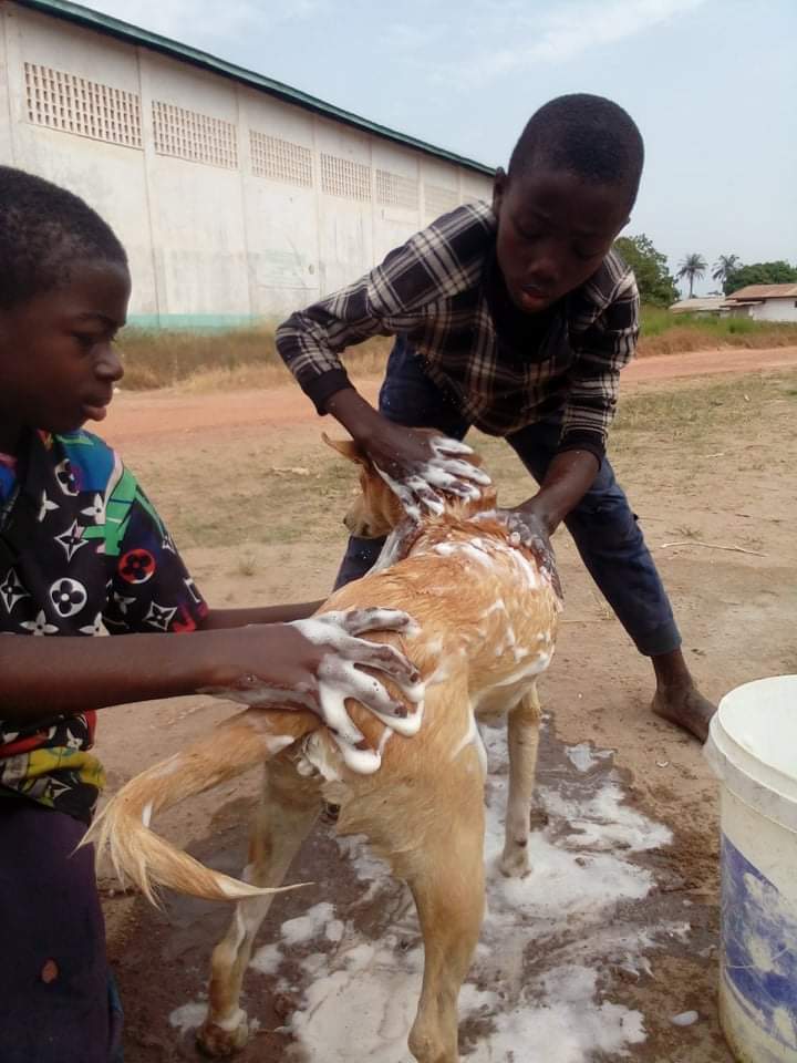 LiberiaAnimal's tweet photo. After learning about the importance of #dogwashing, these kids are actively involved in #communitydog washing initiative with support from LAWCS. Dog washing helps to keep #dogs and their owners happy and healthy.#BeKindToAnimals #KindnessToAnimals #AnimalKindness #KindnessHeroe https://t.co/tZfIWnHXXM