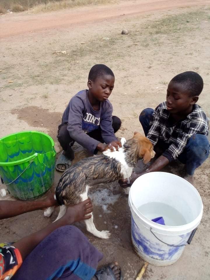 LiberiaAnimal's tweet photo. After learning about the importance of #dogwashing, these kids are actively involved in #communitydog washing initiative with support from LAWCS. Dog washing helps to keep #dogs and their owners happy and healthy.#BeKindToAnimals #KindnessToAnimals #AnimalKindness #KindnessHeroe https://t.co/tZfIWnHXXM