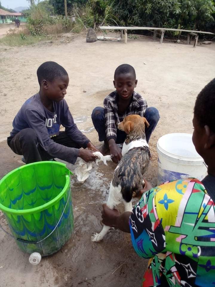 LiberiaAnimal's tweet photo. After learning about the importance of #dogwashing, these kids are actively involved in #communitydog washing initiative with support from LAWCS. Dog washing helps to keep #dogs and their owners happy and healthy.#BeKindToAnimals #KindnessToAnimals #AnimalKindness #KindnessHeroe https://t.co/tZfIWnHXXM