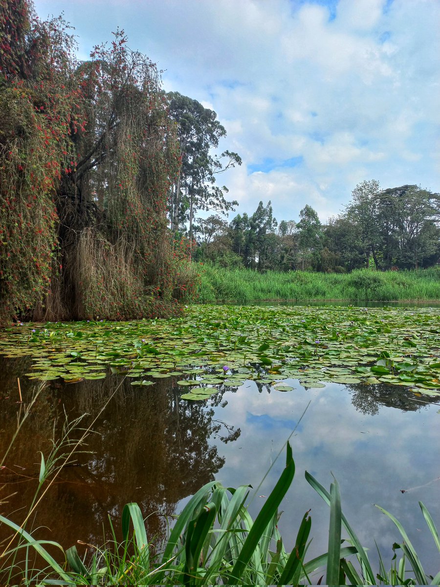 VickiWanjohi's tweet photo. This is NGONG ROAD FOREST (Section 1). The largest remaining forest in Nairobi. There are plans to build a sewer line right through it, which will destroy the riparian ecosystem &amp; the forest. Action is needed now to stop this. #SaveNgongRoadForest 

🔗https://t.co/oEhsJyWWO5 https://t.co/CYLxfk4u7T