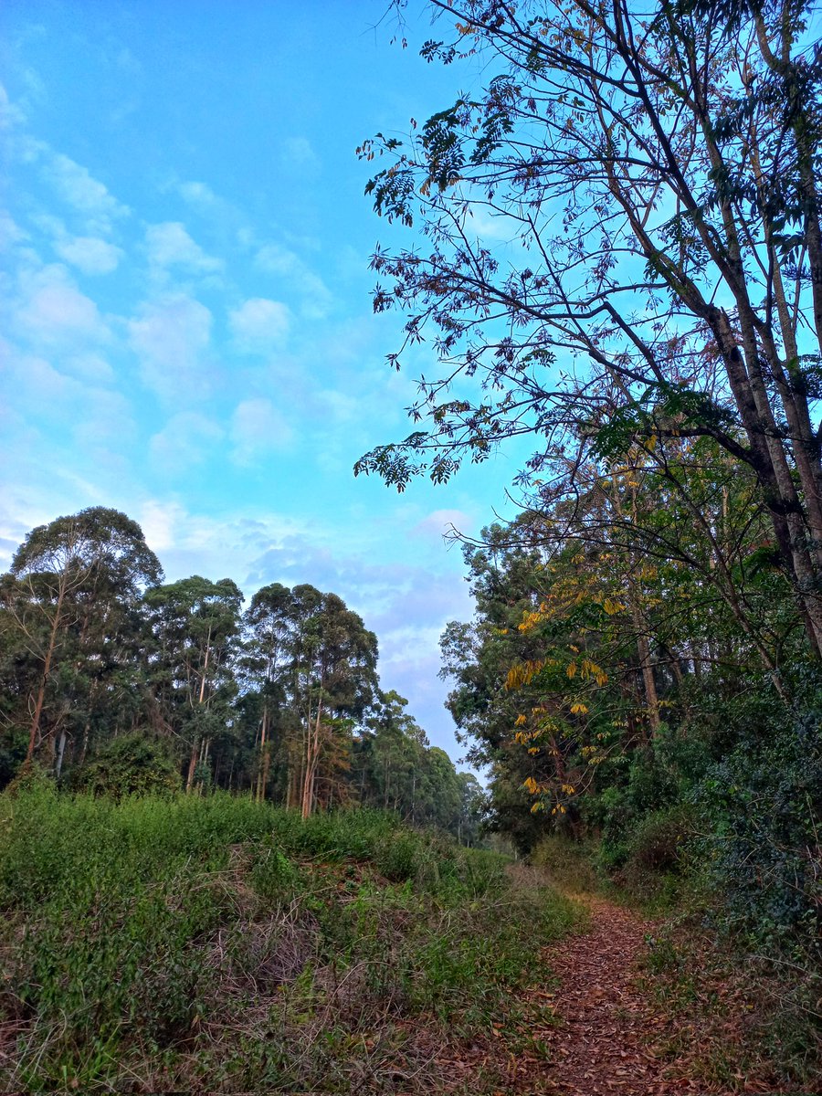 VickiWanjohi's tweet photo. This is NGONG ROAD FOREST (Section 1). The largest remaining forest in Nairobi. There are plans to build a sewer line right through it, which will destroy the riparian ecosystem &amp; the forest. Action is needed now to stop this. #SaveNgongRoadForest 

🔗https://t.co/oEhsJyWWO5 https://t.co/CYLxfk4u7T