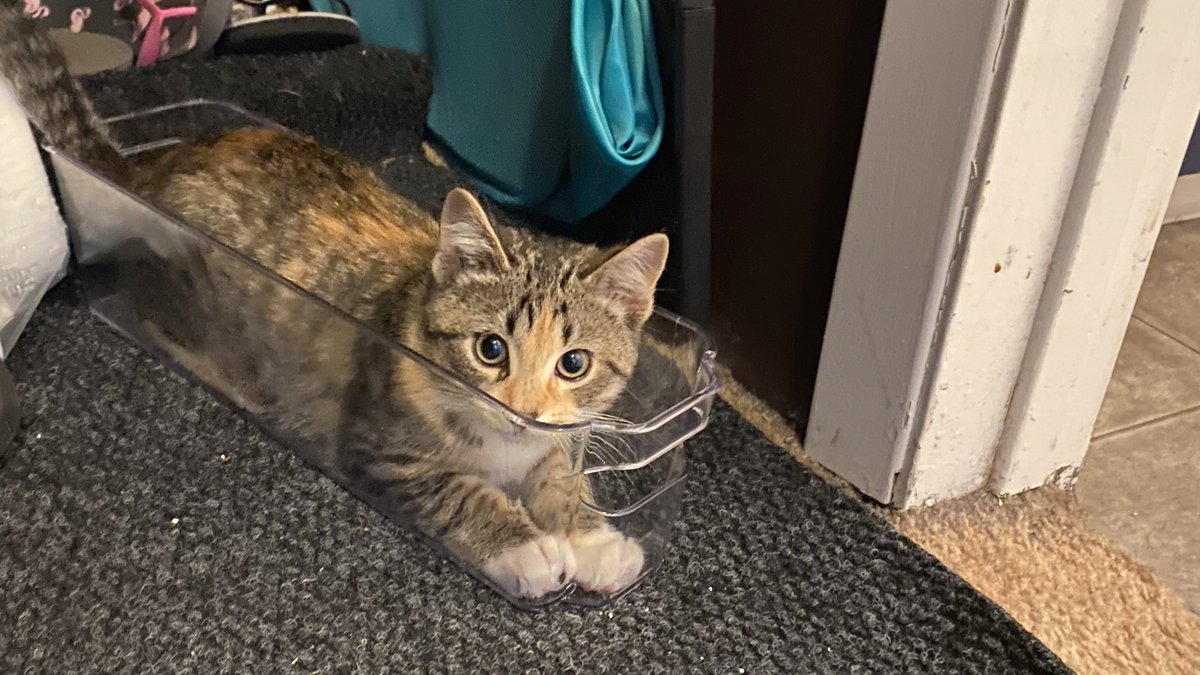 Tinkerbellala27's tweet photo. Purfect fit 

#cutecat #CatsofTwittter https://t.co/foTQc3yQnJ