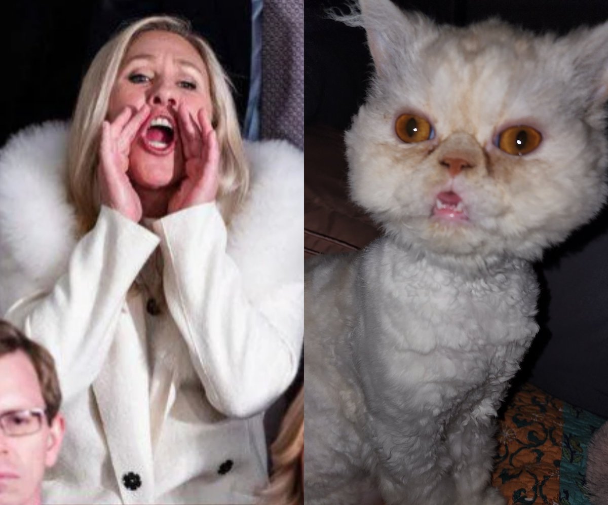 amyksebald's tweet photo. @SimiraNB One of these has a fluffy white coat AND a functional brain. The other is @mtgreenee. #StateOfTheUnionAddress https://t.co/7tgcKe5aaL