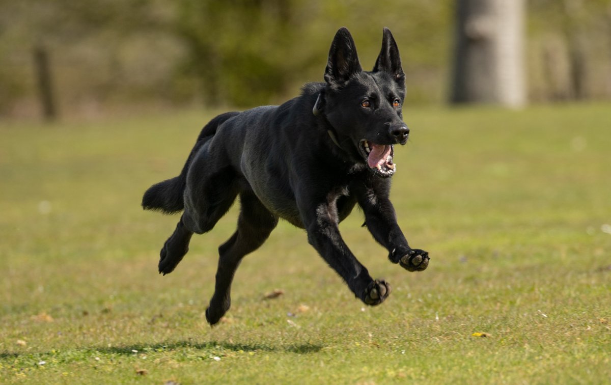 KPTacOps's tweet image. It's Team 2 Training this week. Which means it's the turn of PD ELSA and her team to licence. Good Luck to all the Dogs on Team 2 #Frozen #PdElsa #Licensing
