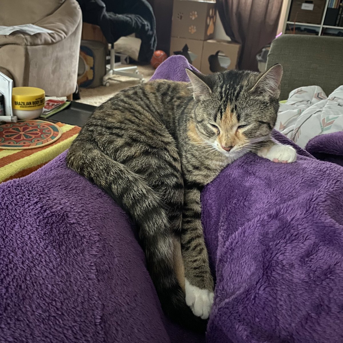 Tinkerbellala27's tweet photo. @AlaskaPrimrose Bella. She’s such a sweetheart❤️ https://t.co/Onbq5eJqQV