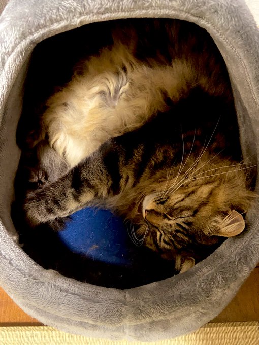 猫が好きだろう 