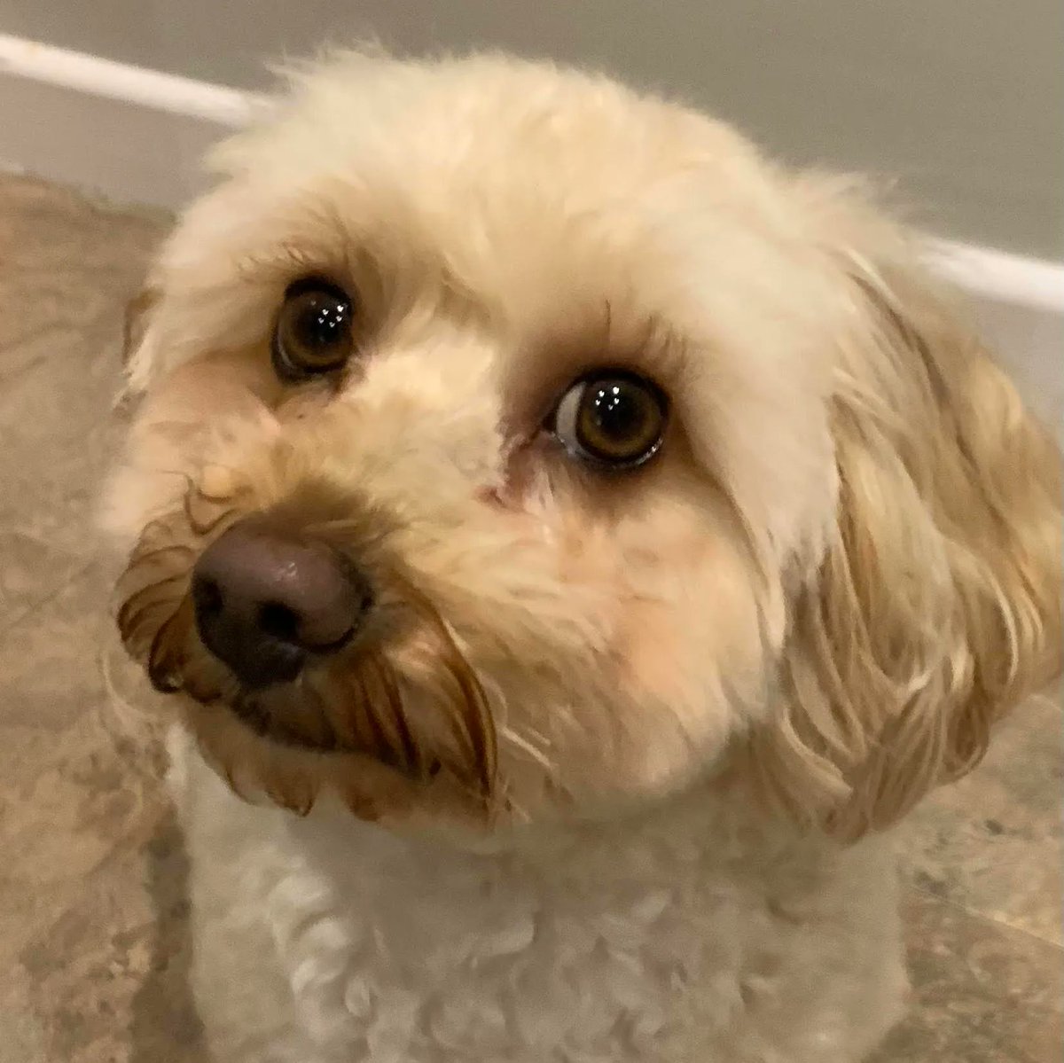 aspirelanguages's tweet photo. Le mot de mecredi, c'est un cil  👁️ 
Milo a de très longs cils   🐶

Wednesday's word is an eyelash  👁️ 
Milo has very long eyelashes  🐶 

#langtwt #learnfrench https://t.co/Gp2IWBLSR7