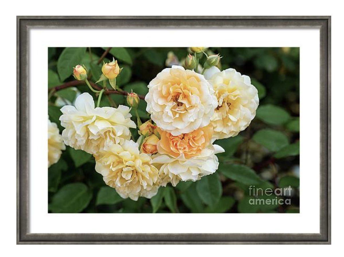 Happy #RoseWednesday🌹

5-tanya-smith.pixels.com/featured/old-g…

#wallartforsale #prints #framedwallart #roses #flowers #AYearForArt #BuyArtNotCandy #interiordecor #homedecor #gifts #giftideas #PhotographyIsArt #photography #photographylovers