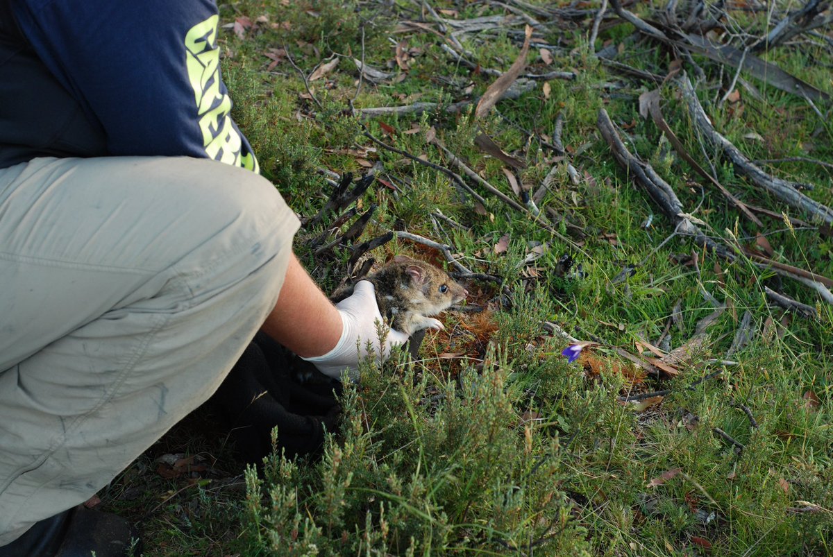 Tas_Land's tweet image. We are excited that our collaboration with @WWF_Australia &amp;amp; @UTAS_ to safeguard the eastern quoll in Tasmania has been supported by @arc_gov_au! TLC&apos;s @davidghamilton1 will part of the #quollity team!

#threatenedspecies #conservation #collaboration