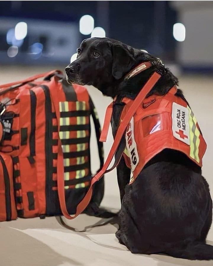 🐾Meksika'dan arama kurtarma desteği için Türkiye'ye geldi.🐾