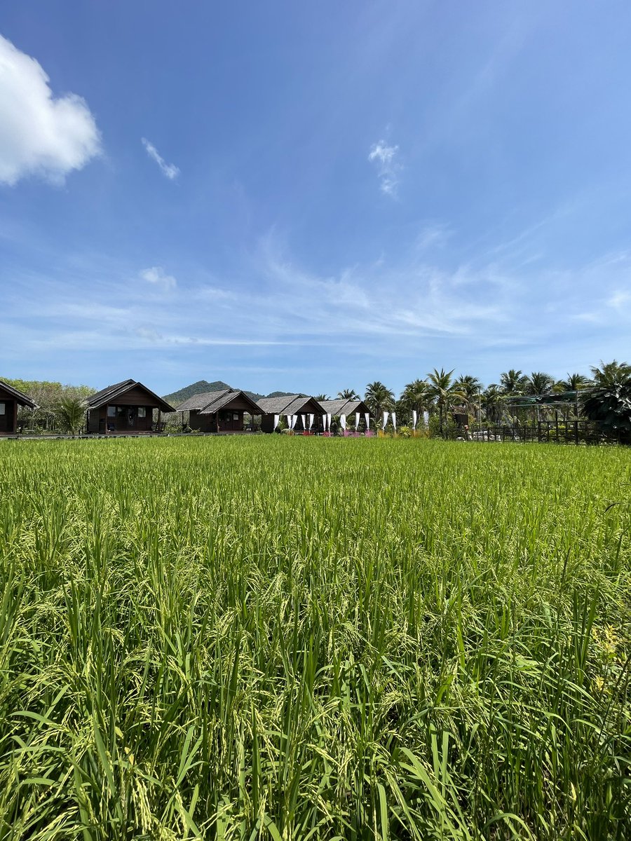 What if you could work from here?

#bosscat #likeaboss #digitalnomad #makingwaves #ricepaddy #kohyaonoi #islandlife #thailand <a href="/BossCatRC/">Boss Cat Rocket Club</a> @NFTDude4Life <a href="/IllumincatiBCRC/">ILLUMINCATI</a> <a href="/BlueMagicBCRC/">Blue Magic CEO of BCRC</a>