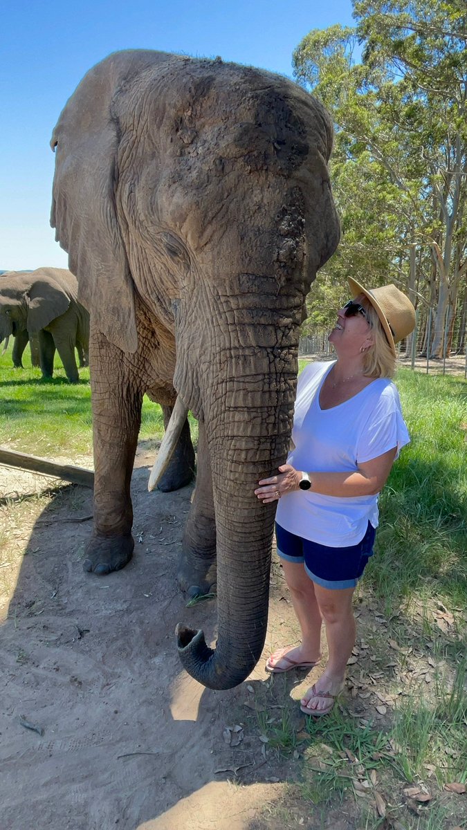MapleLeafyLou's tweet photo. When in my my lifetime did I ever think I would be up close and personal with an elephant.  An experience I'll never forget.  Such special creatures.  @SamsungMobileSA @Kfmza #ShareThezepic #GalaxyS23 https://t.co/bW6OtaPnRt