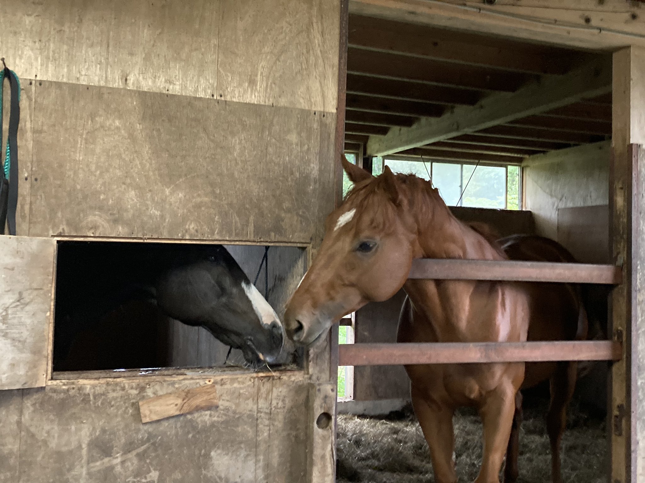 なぜ豆が赤ちゃんに疝痛を引き起こすのでしょうか？