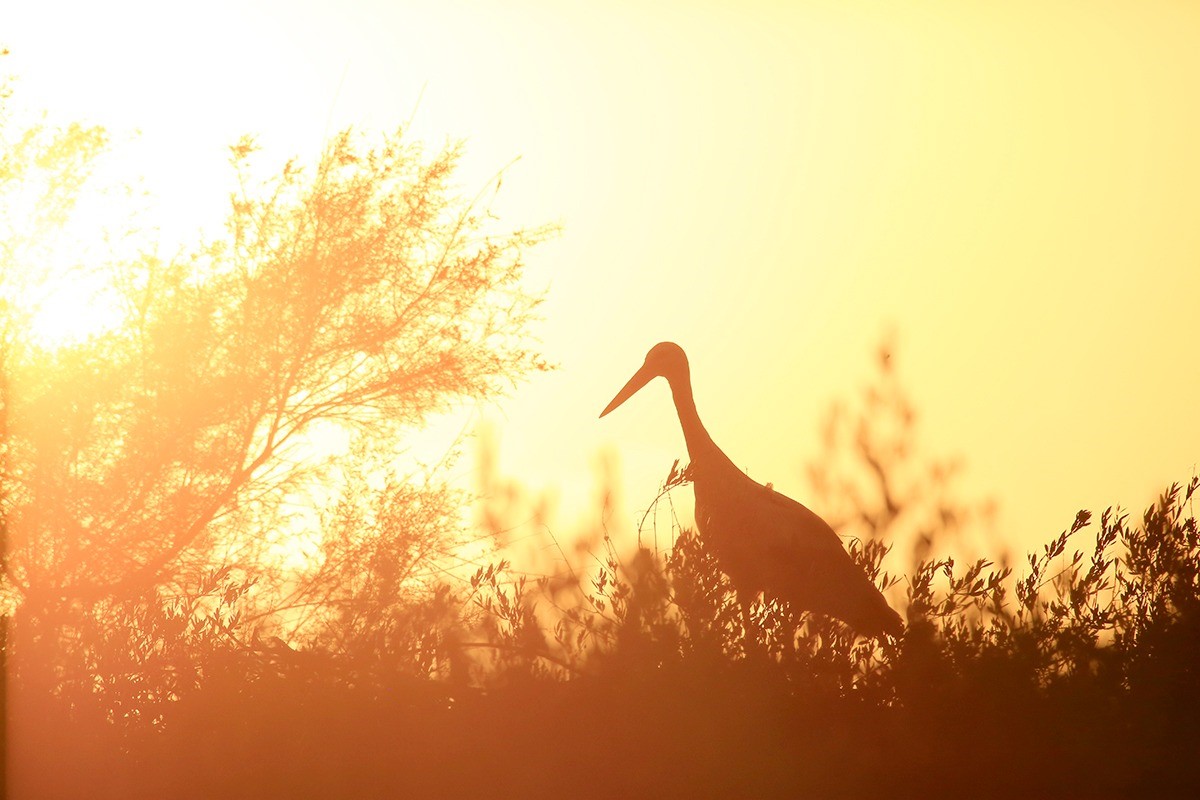 Con motivo del FIO os traemos nuestros 10 productos imprescindibles para fotografiar aves

robisa.es/productos-impr…

Foto por #JuanZamora

#fio #fotografíaaves #tamronlens #angelbird #peliproducts #Newell #aquatech #axisgo #feelworld #FIO2023