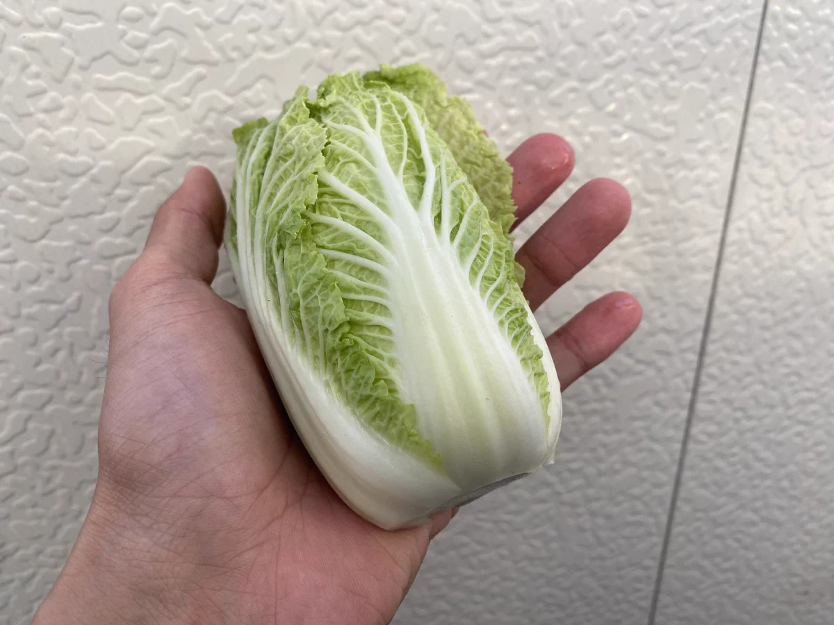 植える時期とプランターという劣悪な環境で育つとこんな手乗り白菜が出来る⁉