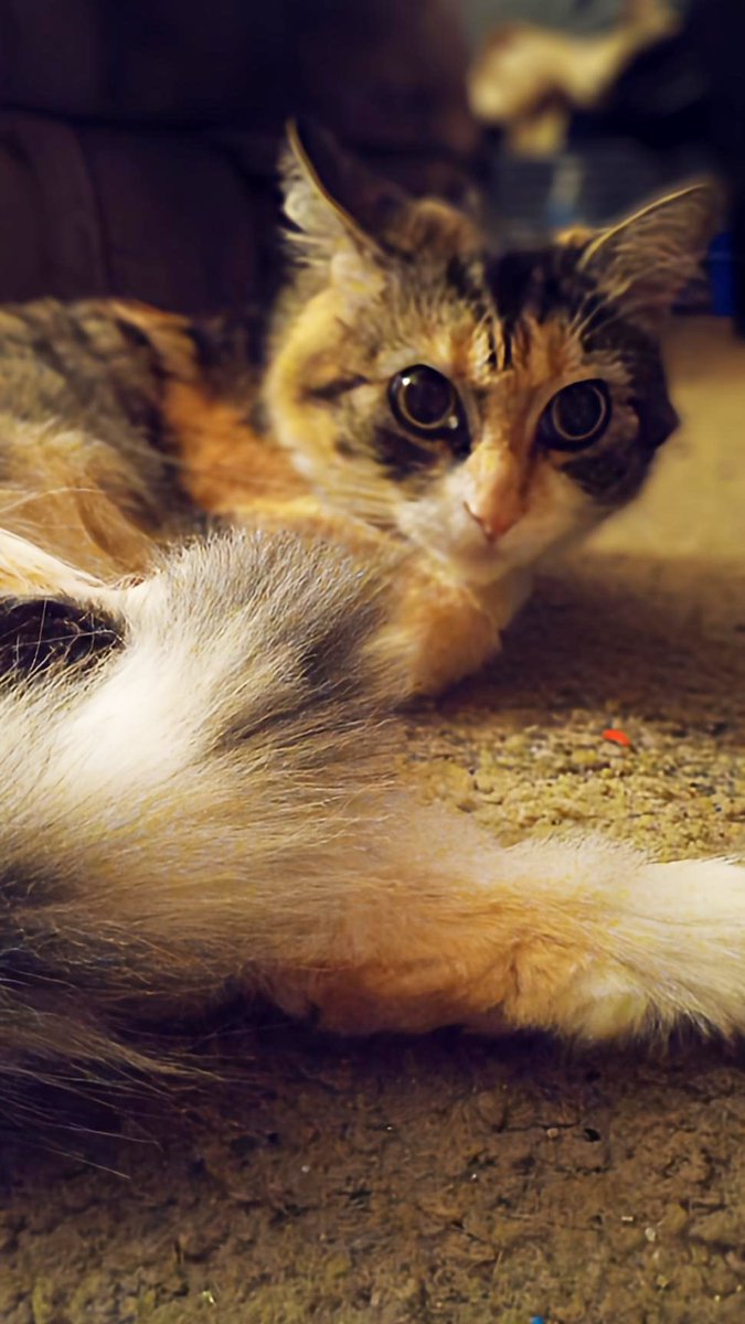 #CatsOfTwitter #cats #CatsLover