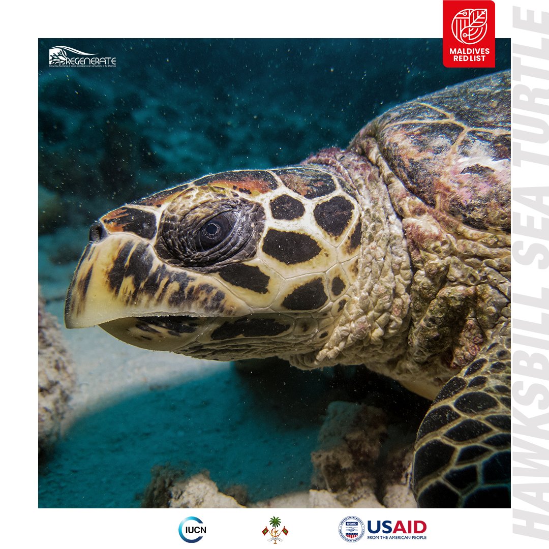 "Recent sea #turtle monitoring based on the photo identification method conducted in approximately 46% of the country identified significant numbers of #Hawksbill Turtles..."

Read more on environment.gov.mv/v2/en/download…