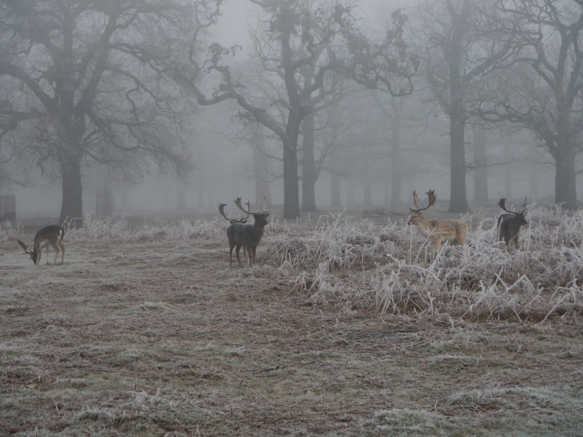 Piethagoram's tweet photo. #BushPark dawn part II 08Feb23 @theroyalparks @SallyWeather @ChrisPage90 @itvweather @lizzieweather @carolkirkwood @BBCLondonNews @BritishDeerSoc @ruths_gallery @LesleyAM13 @heritage_lizzie @GaskinCheryl @Mindy70161169 @char_trendell @MiradorDesign @BromaPatel @TeddingtonNub https://t.co/YrJ4CvrN8n