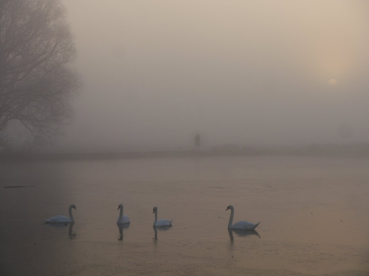 Piethagoram's tweet photo. #BushPark dawn part II 08Feb23 @theroyalparks @SallyWeather @ChrisPage90 @itvweather @lizzieweather @carolkirkwood @BBCLondonNews @BritishDeerSoc @ruths_gallery @LesleyAM13 @heritage_lizzie @GaskinCheryl @Mindy70161169 @char_trendell @MiradorDesign @BromaPatel @TeddingtonNub https://t.co/YrJ4CvrN8n