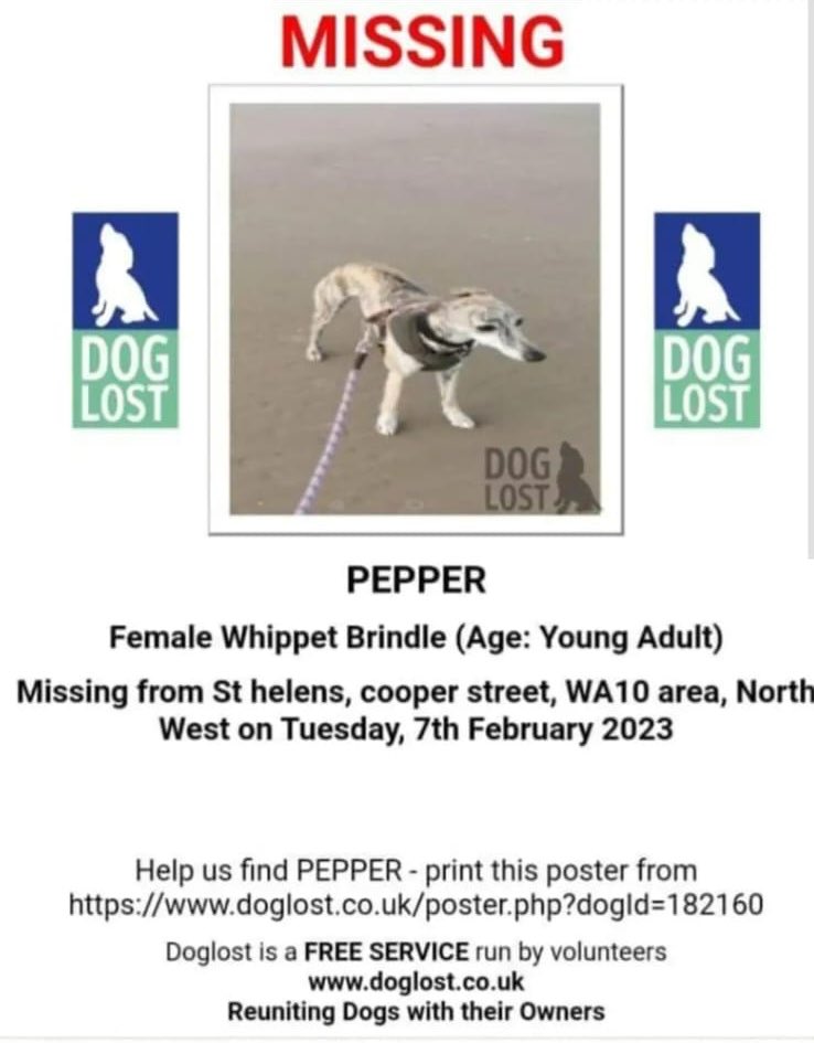 Toffee Art on Twitter "🚨 MISSING DOG APPEAL 🚨 🐶 St Helens area 🐶 See
