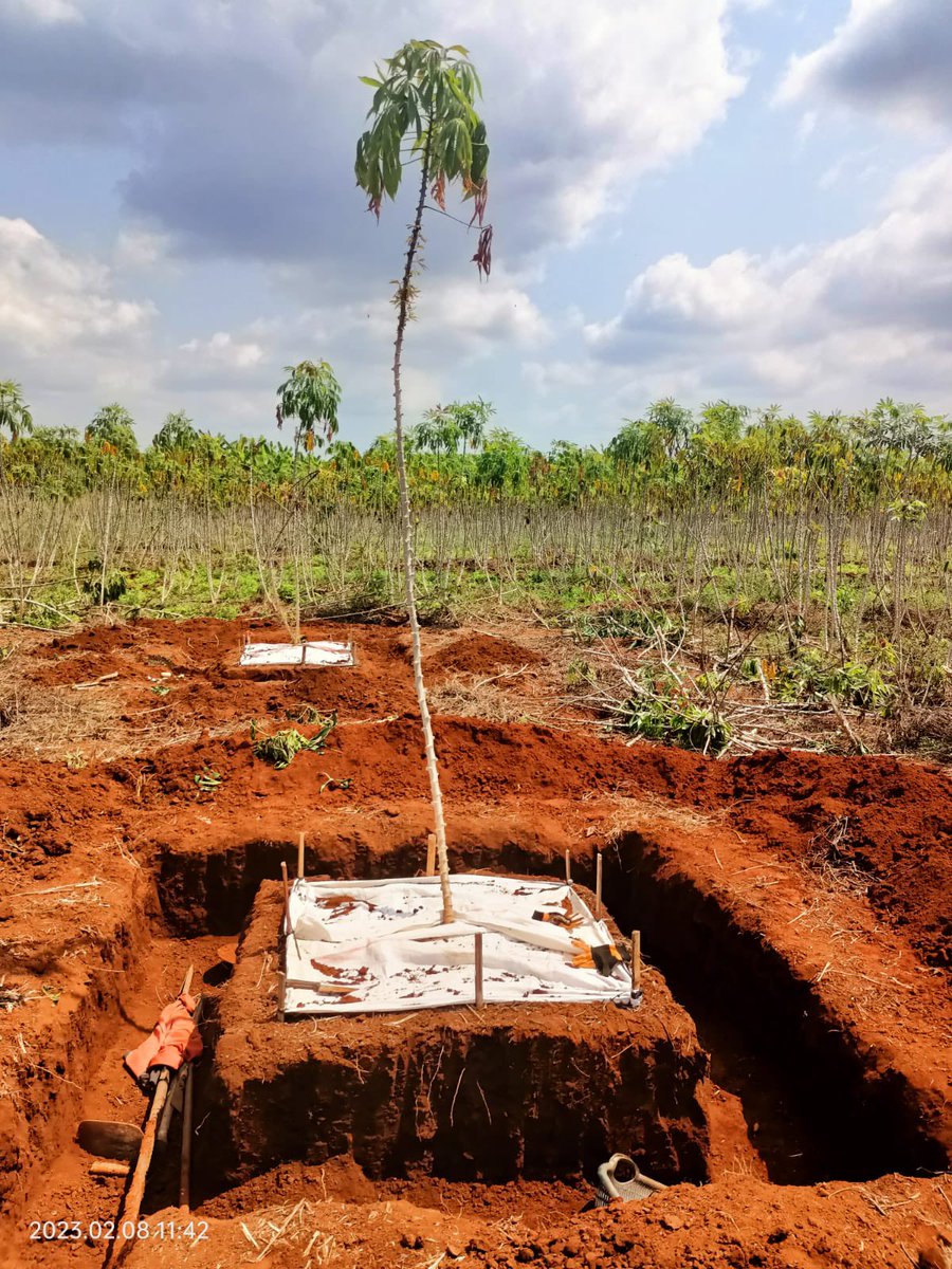 RemiCardinael's tweet photo. Huge ongoing work done by Vira Leng, PhD student @ASSETProjectSEA in Cambodia ๐ฐ๐ญ Full Voronoi trench down 1 m depth to quantify #root biomass, distribution and root:shoot ratio of cassava in no-tilled and ploughed systems - 5 excavations per system @Cirad @AidaDirecteur https://t.co/uwr7u5OsFH
