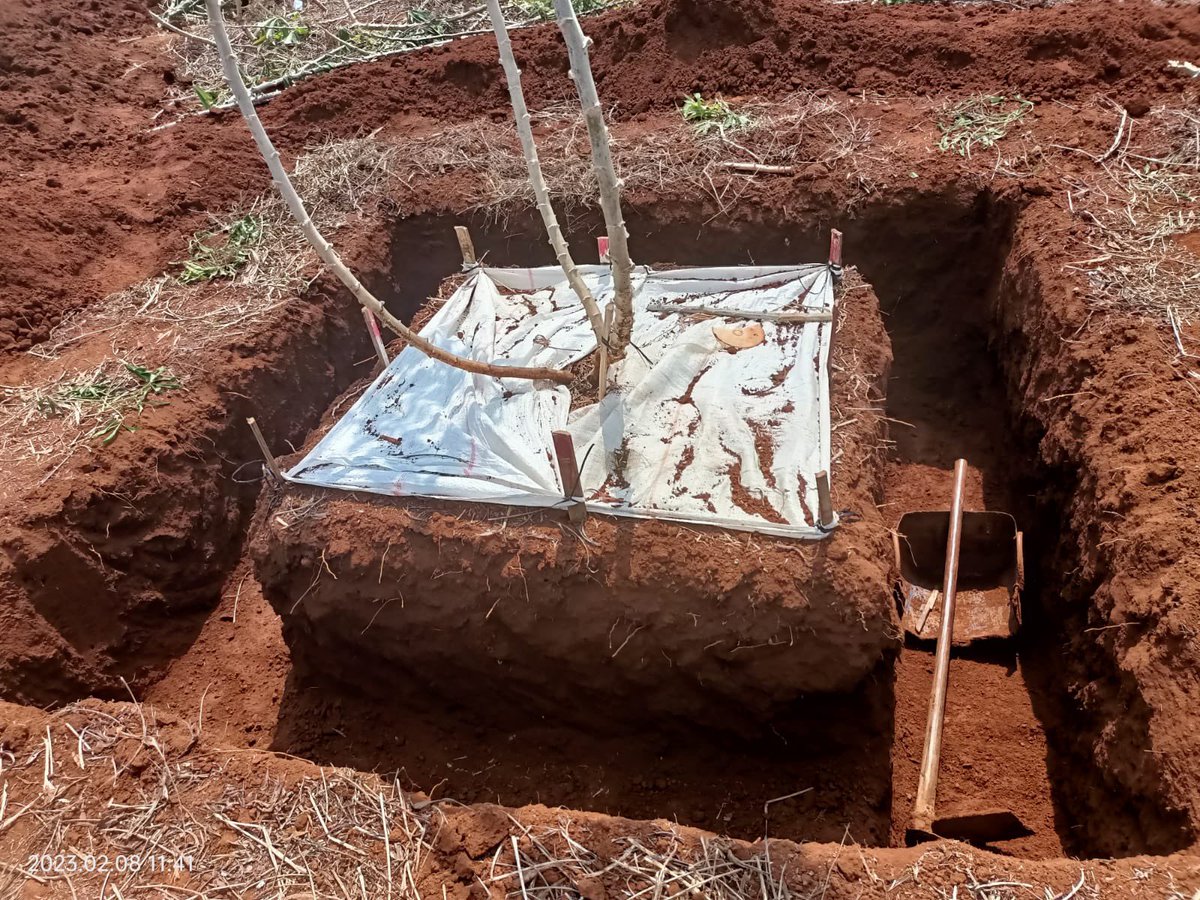 RemiCardinael's tweet photo. Huge ongoing work done by Vira Leng, PhD student @ASSETProjectSEA in Cambodia ๐ฐ๐ญ Full Voronoi trench down 1 m depth to quantify #root biomass, distribution and root:shoot ratio of cassava in no-tilled and ploughed systems - 5 excavations per system @Cirad @AidaDirecteur https://t.co/uwr7u5OsFH