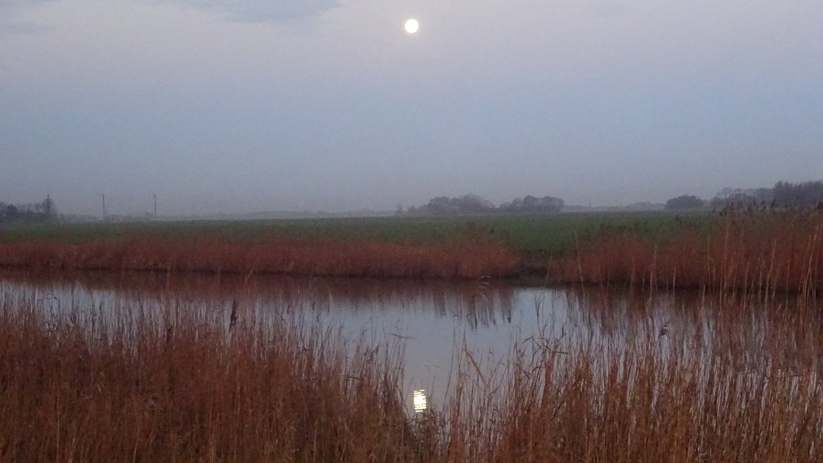 Pietsje Hannema Greidanus tweet media