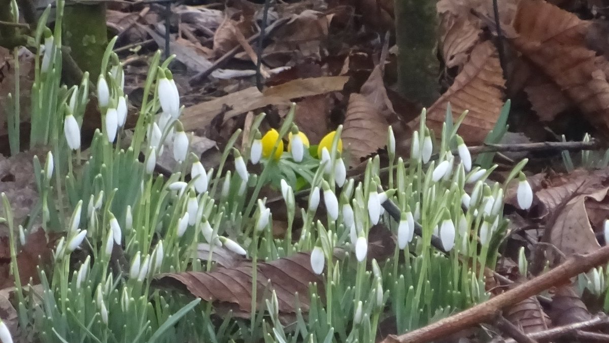 Pietsje Hannema Greidanus tweet media