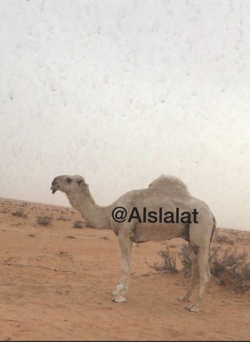 أرشيف عليان الحيسوني .