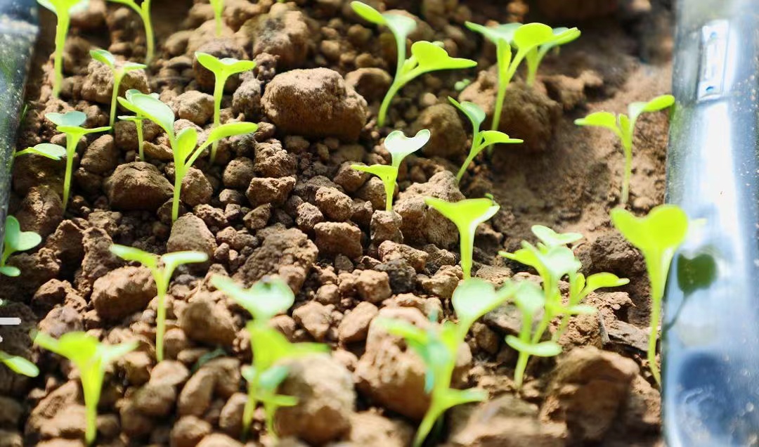 BeijingDiscover's tweet photo. #Spring is almost in the air, and Yanqing District of Beijing is already singing the tune of early farming! 🌱🌱💚
#WanderBeijing #LastDecadeInBeijing #BeijingDevelopment (Photo: Yanqing District of Beijing) https://t.co/L1EcecfTd5
