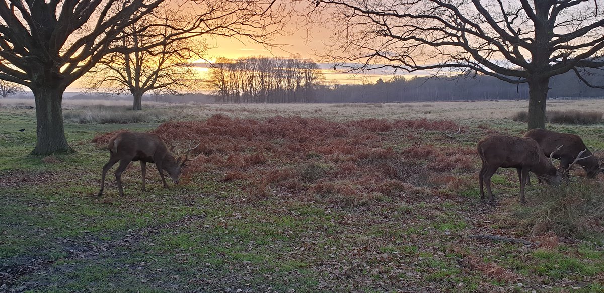 Steve Banham (@icplanetologist) on Twitter photo If <a href="/theroyalparks/">The Royal Parks</a> are banning cross country running from #RichmondPark because it is damaging to the SSSI, when will they be banning dogs and cars from the park - as a matter of urgency? These two things cause way more stress and damage to the wildlife than a few runners. If <a href="/theroyalparks/">The Royal Parks</a> are banning cross country running from #RichmondPark because it is damaging to the SSSI, when will they be banning dogs and cars from the park - as a matter of urgency? These two things cause way more stress and damage to the wildlife than a few runners.